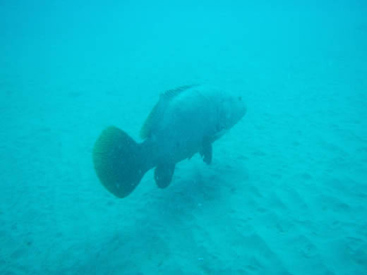 Dive HMAS Brisbane - Her Story Image Gallery  Grouper beside HMAS BRISBANE